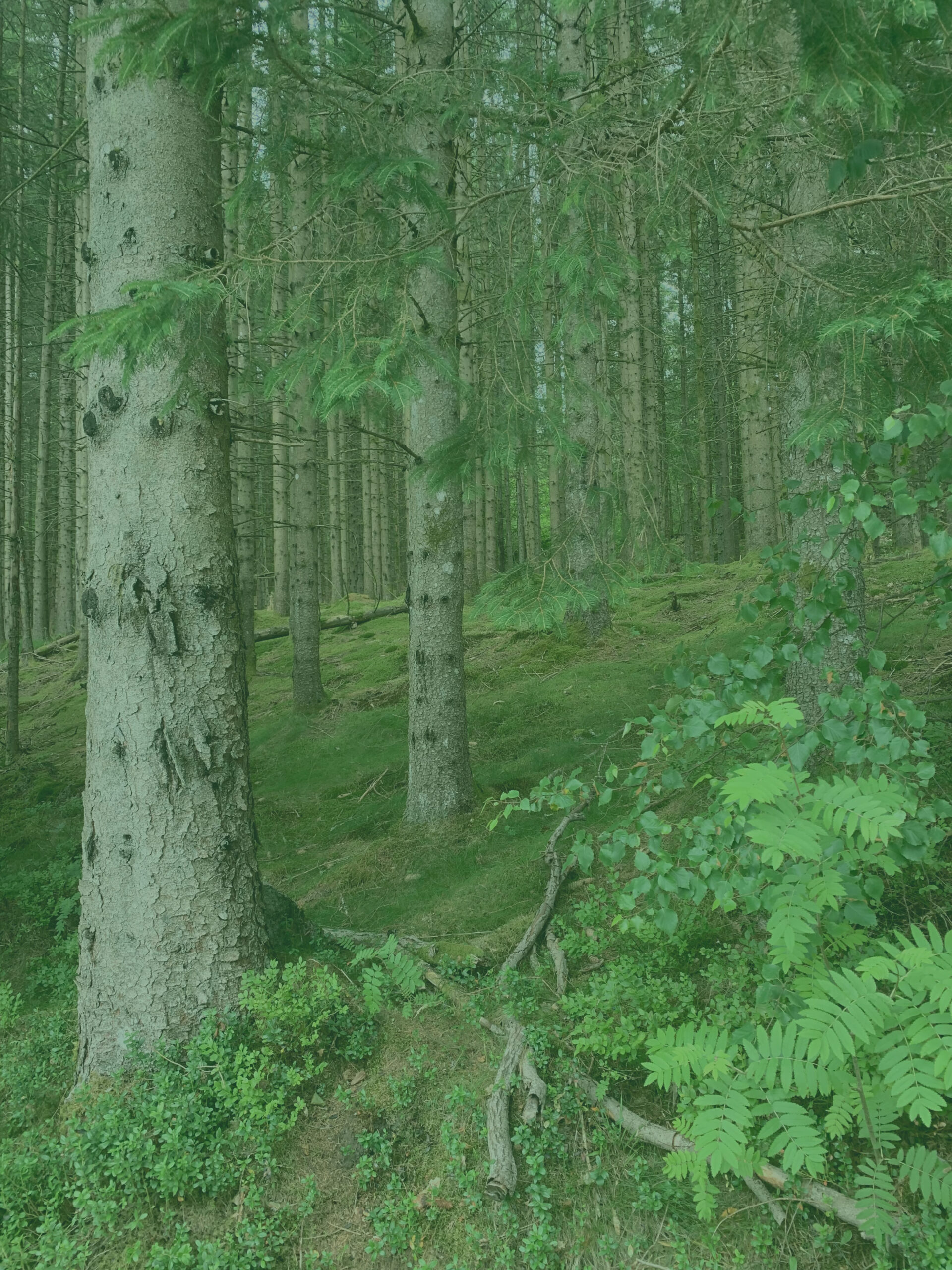 Beroligende billede af en skov.